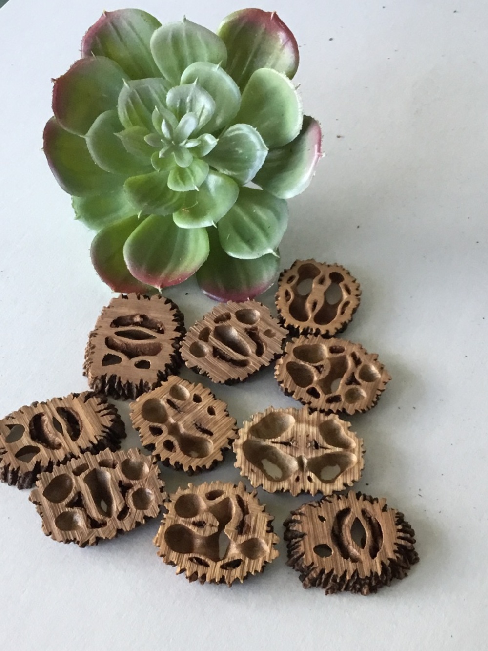 10 Black Walnut Wood Center Slices